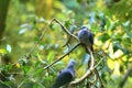 Ashy Wood Pigeon