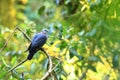 Ashy Wood Pigeon