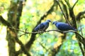 Ashy Wood Pigeon