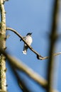 Ashy Wood swallow on dry tree branch with blue sky