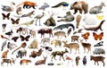 Asia animals isolated