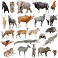 Asia animals isolated Royalty Free Stock Photo