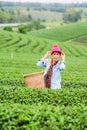 Asia beautiful Woman picking tea leaves in a tea plantation Royalty Free Stock Photo