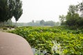 Asia China, Beijing, Haidian Park, Lotus pond in summer