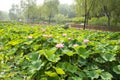 Asia China, Beijing, Haidian Park, Summer, lotus,