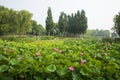 Asia China, Beijing, Haidian Park, Summer, lotus,