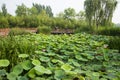 Asia China, Beijing, Haidian Park, Summer, lotus, Royalty Free Stock Photo