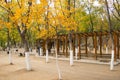 Asia China, Beijing, the north house, Forest Park, the autumn leaves, wooden pavilion