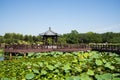 Asia China, Beijing, Old Summer Palace,Autumn lotus pond, archaize style wooden pavilion bridge Royalty Free Stock Photo