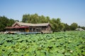 Asia China, Beijing, Old Summer Palace,Autumn lotus pond, Royalty Free Stock Photo