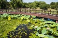 Asia China, Beijing, Old Summer Palace,Autumn lotus pond, the wooden bridge Royalty Free Stock Photo