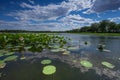 Asia China, Beijing, Old Summer Palace, lotus pond Royalty Free Stock Photo