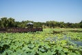 Asia China, Beijing, Old Summer Palace, lotus pond, wooden bridge pavilion