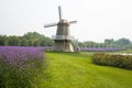 Asia, China, Beijing, shunyi flowers, port, garden landscape, windmills, Verbena bonariensis Royalty Free Stock Photo