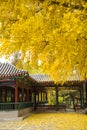 Asia China, Beijing, Zhongshan Park, antique building corridor, ginkgo tree,