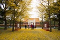 Asia China, Beijing, Zhongshan Park, Classical architecture, ginkgo tree