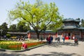 Asia China, Beijing, zhongshan parkÃ¯Â¼ÅSpring landscape,tulips