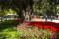 Asia China, Beijing, zhongshan parkÃ¯Â¼ÅSpring landscape,tulips