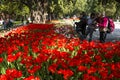 Asia China, Beijing, zhongshan parkÃ¯Â¼ÅSpring landscape,tulips