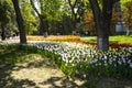 Asia China, Beijing, zhongshan parkÃ¯Â¼ÅSpring landscape,tulips.