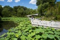 Asia China, Beijing, Zizhuyuan Park,Lotus pond in summer,