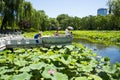 Asia China, Beijing, Zizhuyuan Park,Lotus pond in summer,