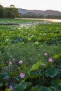 Asia China, Summer Palace, lotus pond Royalty Free Stock Photo