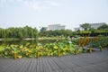 Asia China, Wuqing Tianjin, cultural park, The lotus pond, wooden pavilion