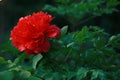 Asia Chinese red peony in a summer spring autumn park forest beautiful scenery veiw scene landscape pretty flower Royalty Free Stock Photo