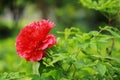 Asia Chinese red peony in a summer spring autumn park forest beautiful scenery veiw scene landscape pretty flower Royalty Free Stock Photo