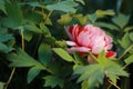 Asia Chinese red pink colorful peony under sunshine in summer spring autumn park forest beautiful scenery veiw scene pretty flower Royalty Free Stock Photo