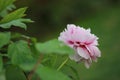 Asia Chinese red pink colorful peony under sunshine in summer spring autumn park forest beautiful scenery veiw scene pretty flower Royalty Free Stock Photo