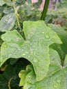 Asia Copperleaf with raindrops