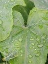 Asia Copperleaf with raindrops