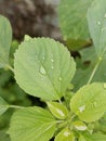 Asia Copperleaf with raindrops