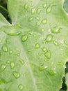 Asia Copperleaf with raindrops