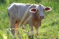 Asia cow. Close up portrait of cow at village. Cows standing on the ground. Traditional cow in asia, cow resting. Royalty Free Stock Photo