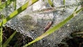 Asia, dew on the grass.Green in the fertile fields