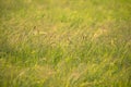 The asia ear of rice in the green field blur background with warm light Royalty Free Stock Photo