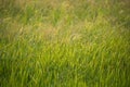 The asia ear of rice in the green field blur background with warm light Royalty Free Stock Photo