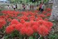 ASIA EAST TIMOR TIMOR LESTE VIQUEQUE FLOWERS