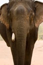 Asia elephant Royalty Free Stock Photo