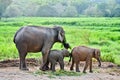 Asia elephant Royalty Free Stock Photo