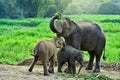 Asia elephant Royalty Free Stock Photo