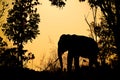 Asia elephant in the forest