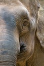 Asia elephant head