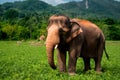 Asia elephant, iconic symbol, photographed in Surin, Thailand habitat