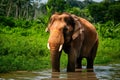 Asia elephant, iconic symbol, photographed in Surin, Thailand habitat