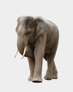 Asia elephant isolated