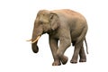 Asia elephant Royalty Free Stock Photo